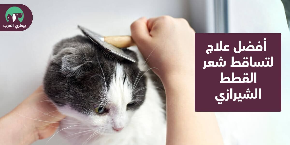 أفضل علاج تساقط شعر القطط الشيرازي
