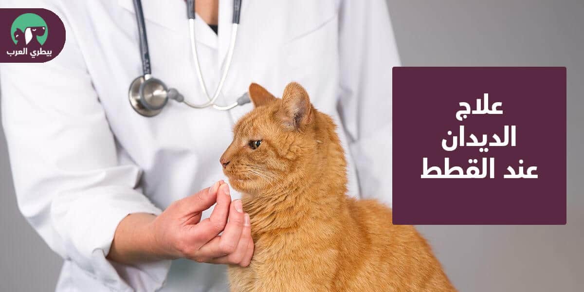 علاج الديدان عند القطط