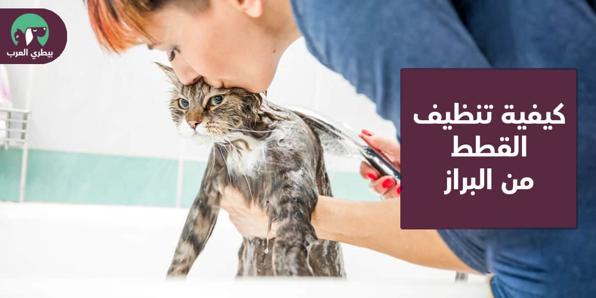 كيفية تنظيف القطط من البراز