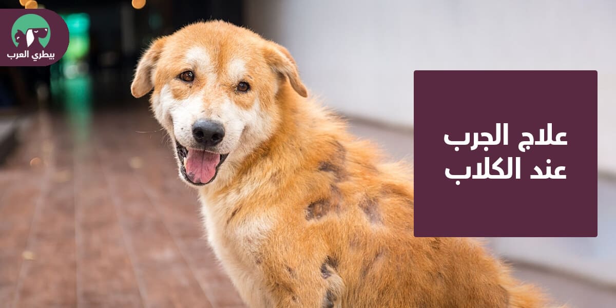 علاج جرب الكلاب: 4 خيارات للعلاج في المنزل