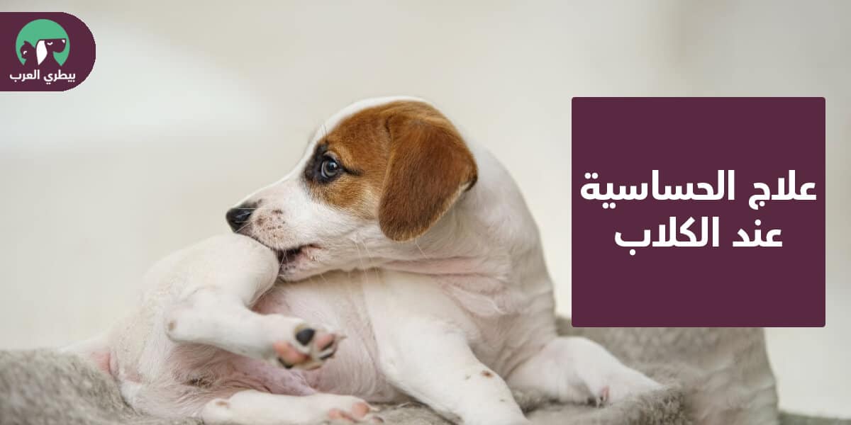علاج الحساسية عند الكلاب: الأنواع + العلاج لكل منها