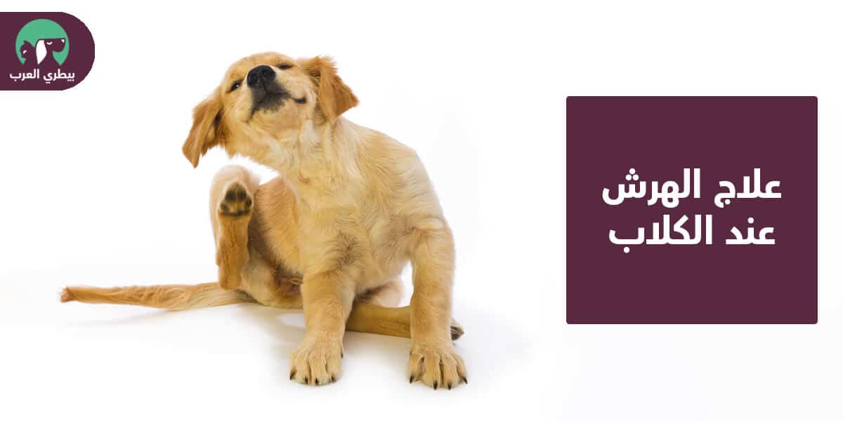 علاج الهرش عند الكلاب