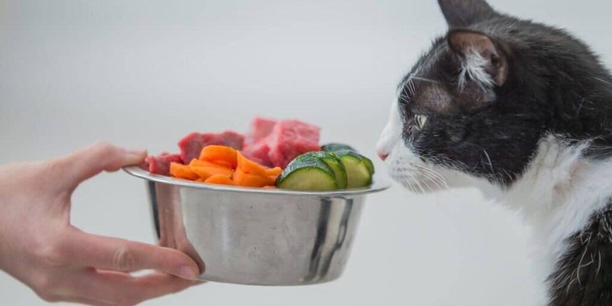 هل الأكل النيء مفيد للقطط؟