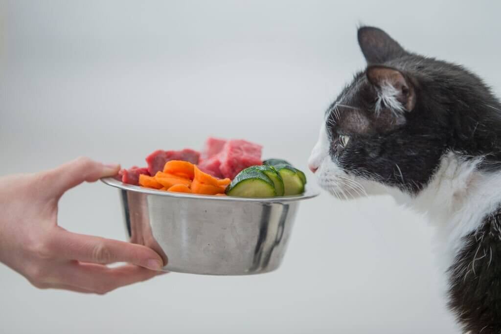 هل الأكل النيء مفيد للقطط