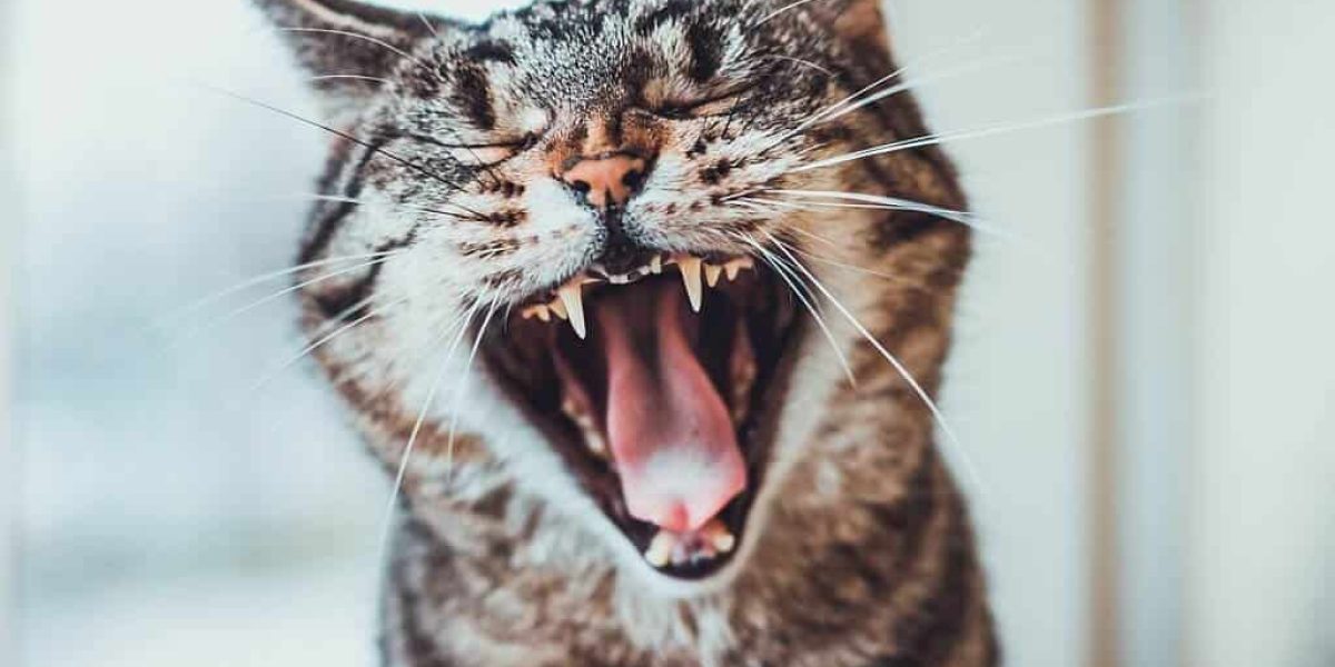هل اسنان القطط تسقط؟