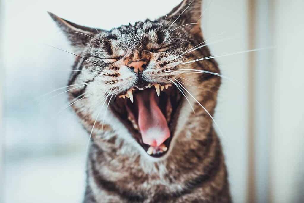 هل اسنان القطط تسقط