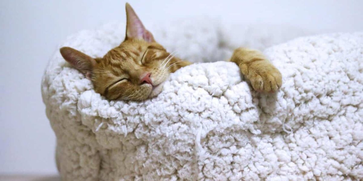 هل القطط تحلم اثناء النوم؟