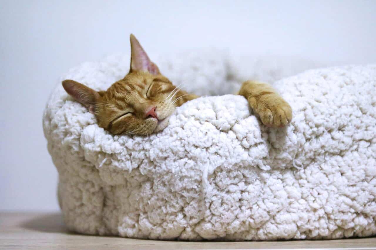 هل القطط تحلم اثناء النوم